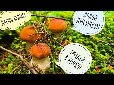 Видео: В лес за белыми грибами! Лесная АСМР прогулочка. Опять про выкручивание и срезку  грибов