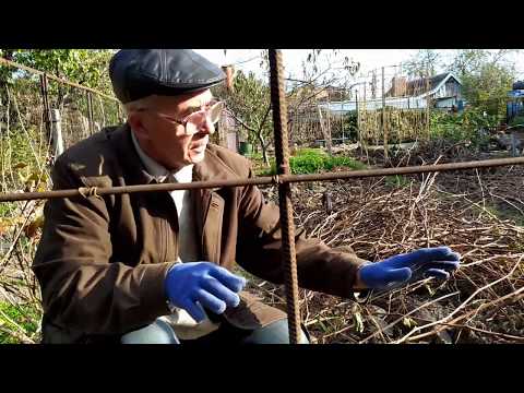 Видео: Третий сезон развития слабо растущего кустика винограда