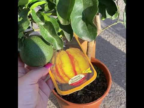Видео: Апельсин Биззариа (Биццария)/Citrus Orange Bizzaria
