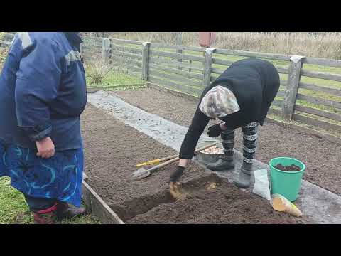 Видео: Наконец-то посадили чеснок.