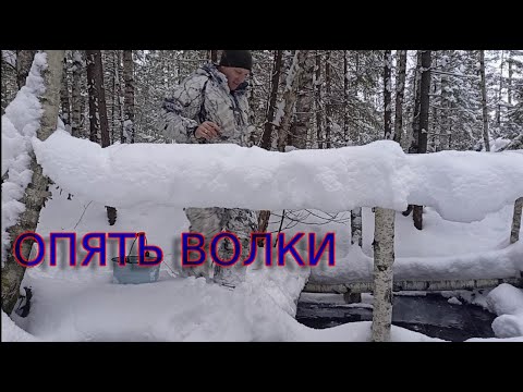Видео: Жизнь в лесу.Волк вернулся.Пришли другие волки.Ставим капканы.Промысел.В избе