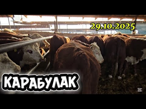Видео: ҚАРАБҰЛАҚ МАЛ БАЗАР. ІРІ ҚАРА БАҒАСЫ 29.10.2025