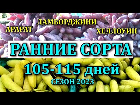 Видео: ОБЗОР НОВИНОК ЛАМБОРДЖИНИ КИШИШ ХЕЛЛОУИН АРАРАТ / 15 СОРТОВ ИЗ КОЛЛЕКЦИИ ТЕПЛИЦЫ
