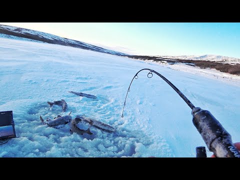 Видео: ДИКИЙ ПЕРВЫЙ ЛЁД!!! ГИГАНТСКИЕ РЫБИНЫ НА ЛЬДУ!!!