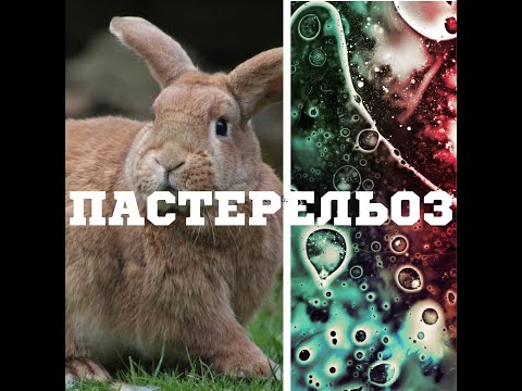 Видео: Пастерельоз кроликів
