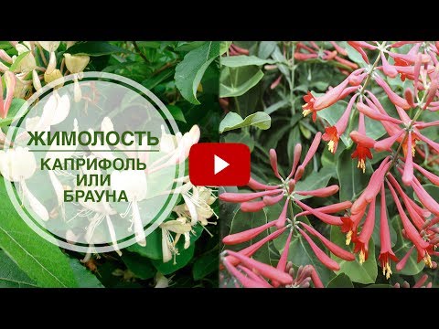 Видео: Идеи для сада - Вертикальное озеленение 🌺 Жимолость Каприфоль или Брауна ➡ Что выбрать?