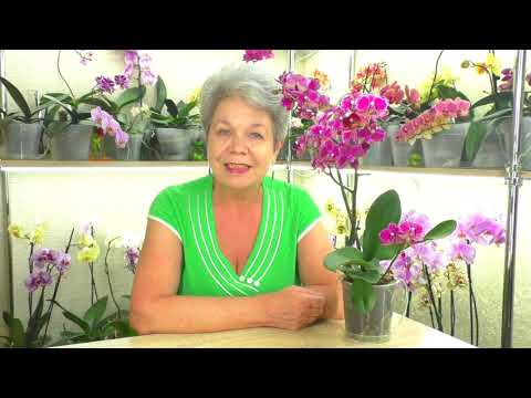 Видео: Орхидеи и Насекомые вредители - Улитка 😊 и Трипсы, Щитовка, Мучнистый Червец. Как и чем бороться?