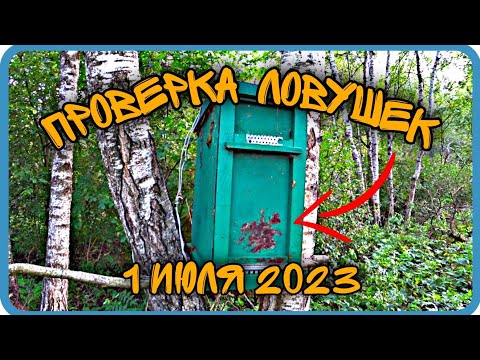 Видео: К ЧЕМУ ПРИВОДИТ РАЗВЕДКА ПЧЁЛ?! ПРОВЕРКА ЛОВУШЕК 2023.