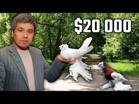 Видео: Я лучший голубевод. Двухчубые голуби. Tauben. Pigeons. Palomas. Pombos. 비둘기. کبوترها. الحمائم.