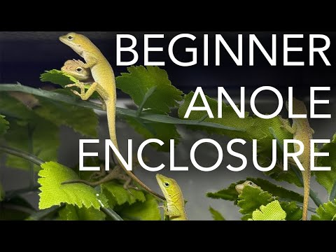 Видео: Вольер для анолисов — защищенная от муляжей установка для разведения!