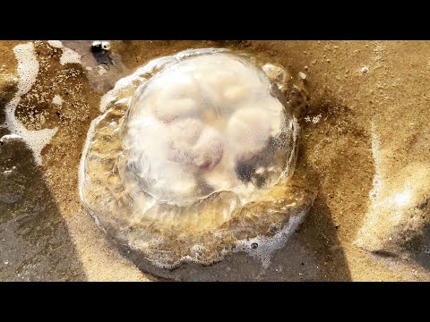 Видео: 【Английская субмарина】Отлив, чтобы поймать море, большие волны устремляются к гигантским медузам