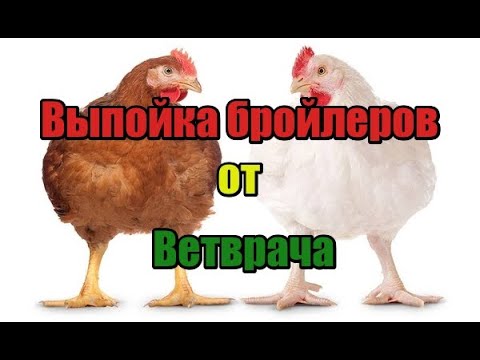 Видео: 🔥🔥🔥Лучшая пропойка для бройлеров🐔 от главного Ветврача👴 крупной птицефабрике🐥!! Лучшая выпойка!!