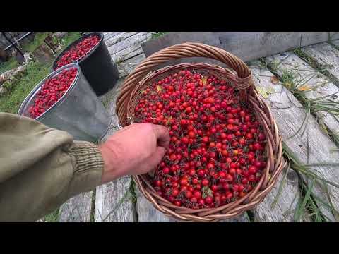 Видео: Прекрасный сбор шиповника. Сбор, переработка у Лесного дома. Осень краса.