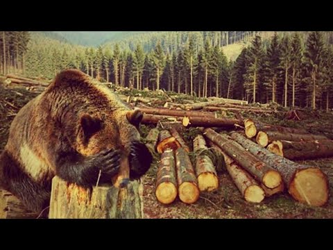 Видео: Приехали на дачу а там😱/вывозим вторую часть металлолома🚛