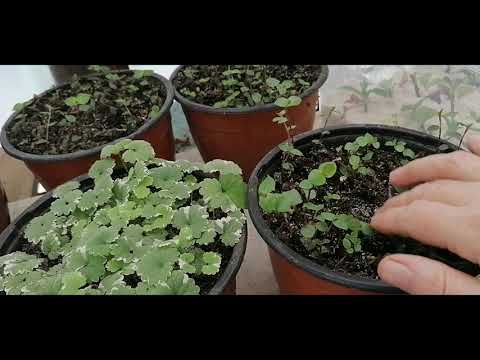 Видео: Обзор средней теплицы