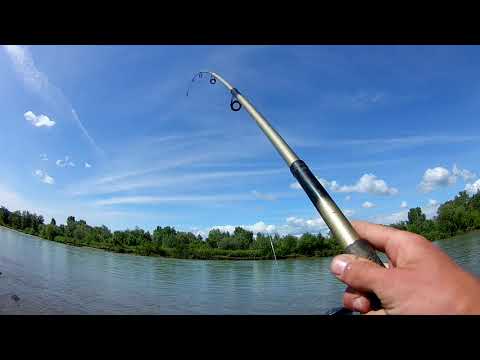 Видео: ЛОВЛЯ ПОДУСТА . рыбалка на донку . фидер.р.Тиса