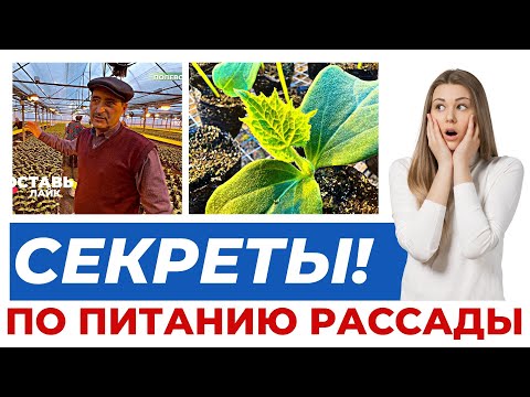 Видео: ПОДГОТОВКА ТЕПЛИЦЫ К НОВОМУ СЕЗОНУ! 2 ЦИКЛ 3 СЕРИЯ #теплица #рассада