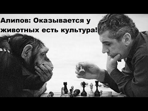 Видео: Алипов: Оказывается у  животных есть культура!