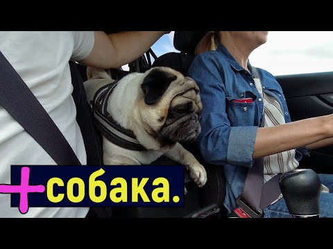 Видео: Путешествие с СОБАКОЙ. Мопс. Горы АРДЕННЫ.