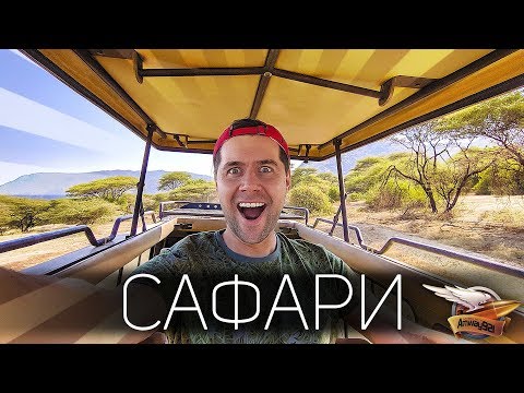 Видео: САФАРИ в АФРИКЕ - ЭТО ОЧЕНЬ КРУТО! - Танзания, Серенгети, Нгоронгоро, Маньяра - Всё, что надо знать