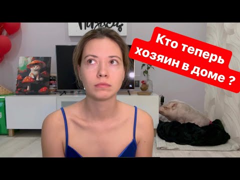 Видео: Минипиг стал большой свиньей