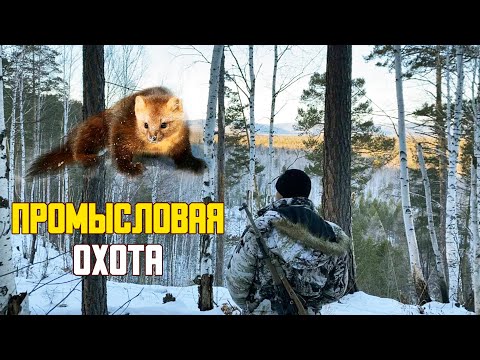 Видео: Промысловая охота. Охота на соболя в сибири. Охота с собакой, по следам лосей.