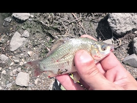 Видео: Таганрог. РЫБАЛКА между ТОПОЛЬКОМ и ШЛАКОТВАЛОМ.