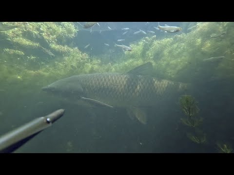 Видео: Первый амур этого сезона