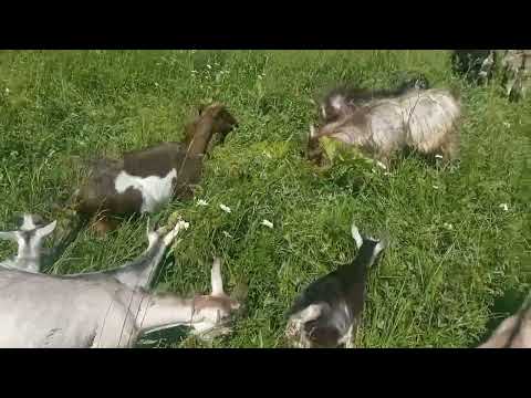 Видео: Моё Хозяйство/Летний Выпас2025/Детёныши/Звери Едят Траву/Звери Скрылись В Траве#goat#goats#farmer