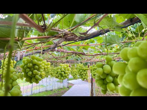 Видео: Шайн мускат: опасно ли есть японские фрукты не мытыми? | Фруктовые фермы Хоккайдо