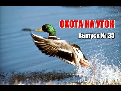 Видео: Охота на уток | Выпуск №35 (UKR)