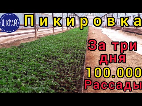 Видео: Пикировка 100.00 Бархатцев🌱. Пикировка от А до Я. Как пикировать? Чем накрывать? Чем подкормить?