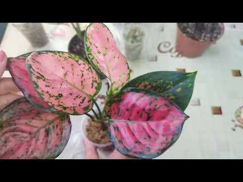 Видео: Аглаонемы/ Результат укоренения черенков во мхе сфагнуме