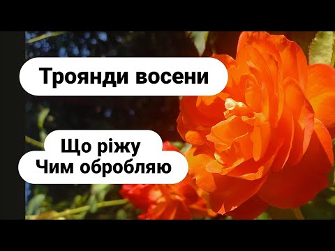 Видео: Троянди восени. Що різати, чим обробити