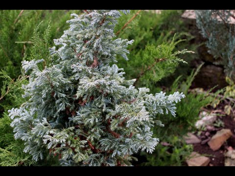Видео: Кипарисовик Булевард - черенкование и особенности ухода