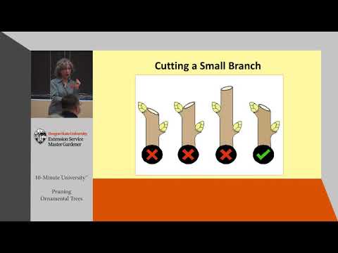 Видео: Обрезка декоративных деревьев — мастера-садоводы Университета штата Огайо