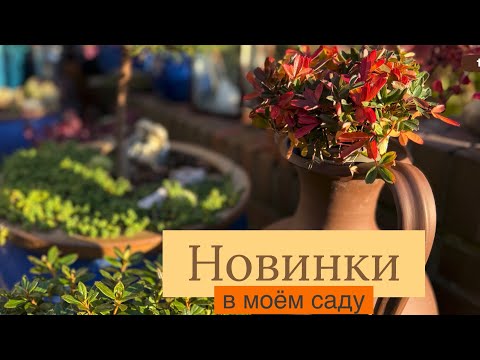 Видео: Новинки для моего сада из питомника # Их место в моём саду # Mein Garten