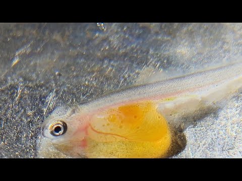 Видео: Разведение форели. От икры до товарный рыбы !