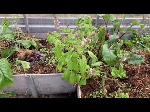 Видео: Теплица осенью