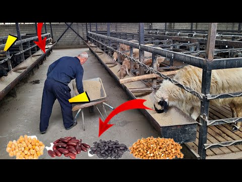 Видео: 100 КУЙ БОКИШ УЙ ШАРОИТИДА