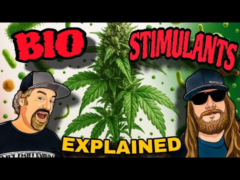 Видео: Как биостимуляторы естественным образом ускоряют рост каннабиса