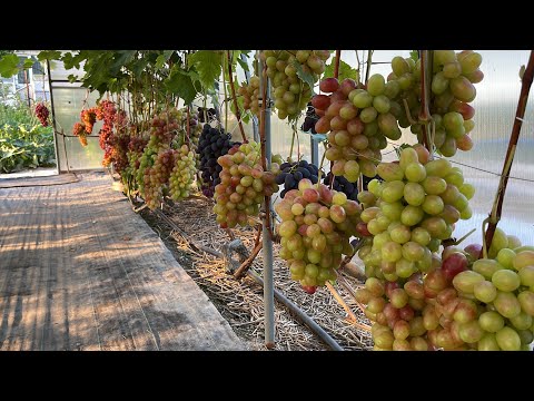 Видео: #5  19.08.2023г в гостях на винограднике Елены Лэкэтуш.