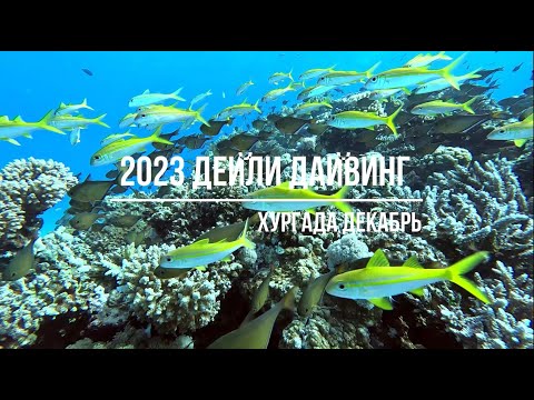 Видео: 2023 Дейли-Дайвинг Хургада Декабрь (Daily diving in Hurghada in December)