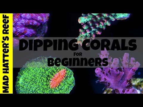 Видео: Погружение в кораллы для начинающих
