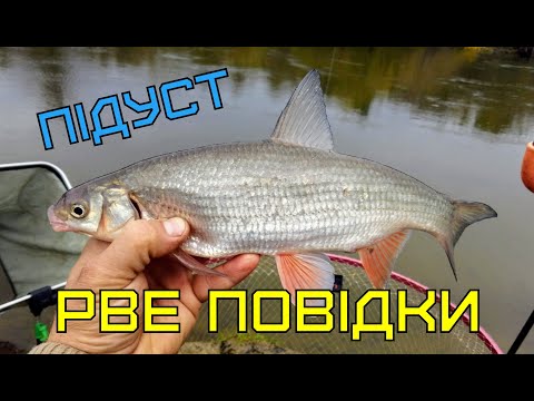 Видео: ПІДУСТ РВЕ ПОВІДКИ! Я В ШОЦІ ВІД ПОКЛЬОВОК! Фідер на Горині. #KomandaA #КомандаА #carpdrive #niksol