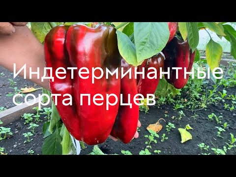 Видео: Индетерминантные сорта перцев #ШПС № 121
