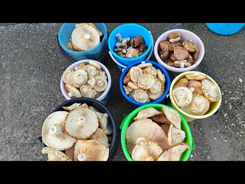 Видео: В лес за грибами  // грибы под заказ 🔥//