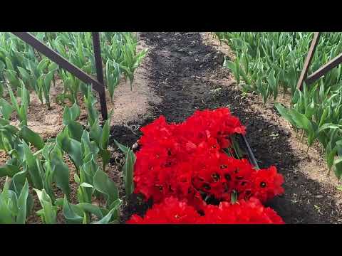 Видео: Опыт доращивания луковиц тюльпанов продолжается