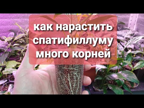 Видео: как нарастить спатифиллуму много корней