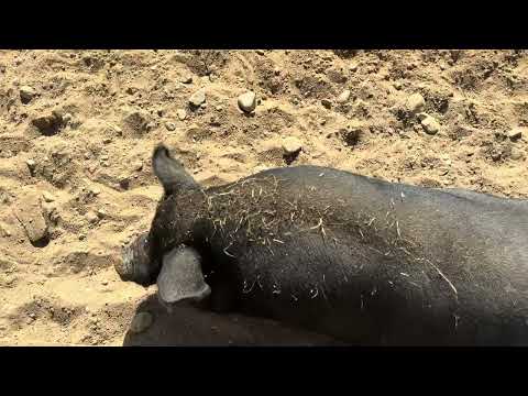 Видео: Минский зоопарк.